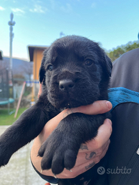Cuccioli cane corso