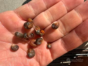 Lumache Planorbe (ramshorn)