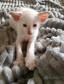 gattini orientali