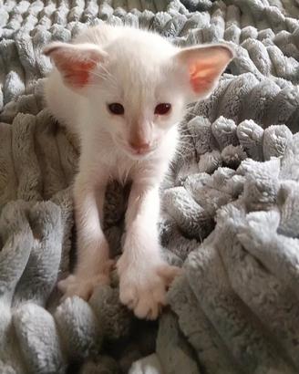 gattini orientali