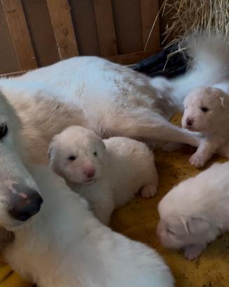 Pastore maremmano cuccioli