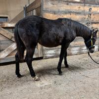 Puledro incrocio paint