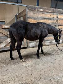 Puledro incrocio paint