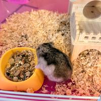 Criceto con gabbia 3 piani