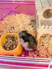 Criceto con gabbia 3 piani