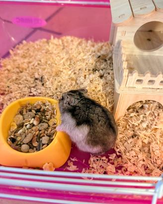 Criceto con gabbia 3 piani