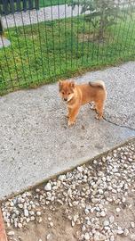 Shiba inu pedigree Enci