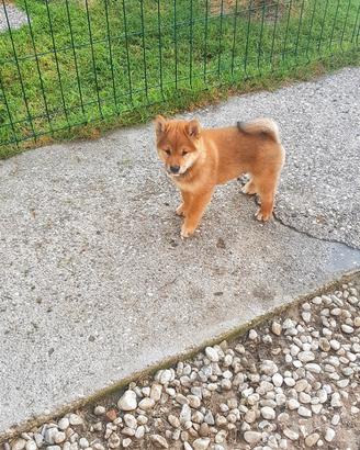 Shiba inu pedigree Enci