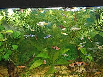 Guppy maschi e femmine