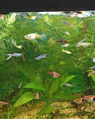 Guppy maschi e femmine