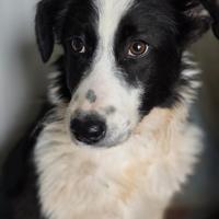 Cucciolo taglia media contenuta