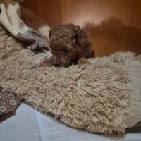 Piccolissima cucciola barboncino toy red