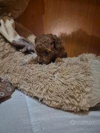 Piccolissima cucciola barboncino toy red