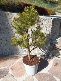 Bonsai di abete