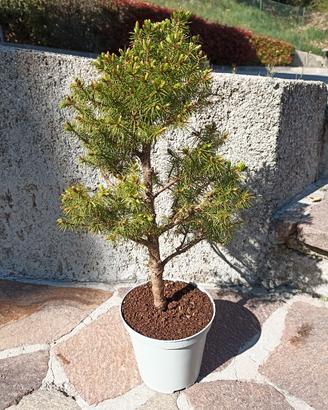 Bonsai di abete