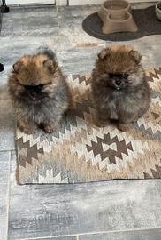 Spitz di Pomerania Nano