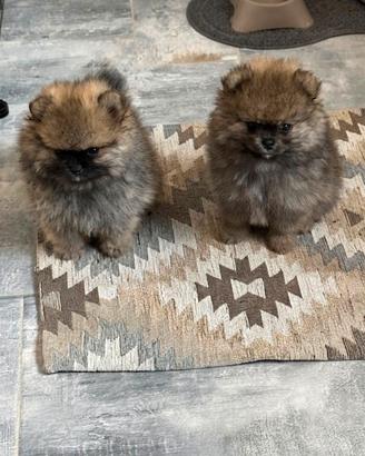 Spitz di Pomerania Nano