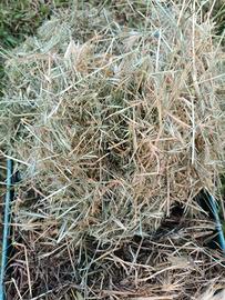 Nido naturale per  canarini diamantini bengalini