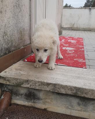 Cucciole di maremmano