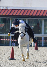 Pony sportivo pony games