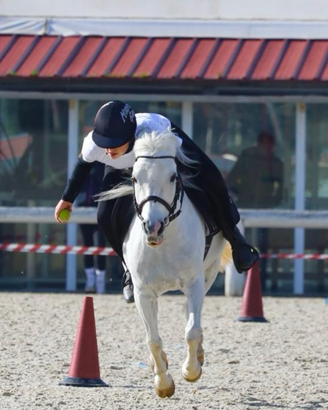 Pony sportivo pony games