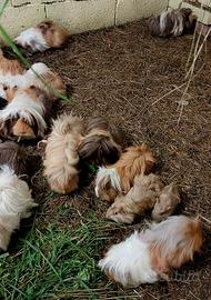 Porcellini d'india o cavie