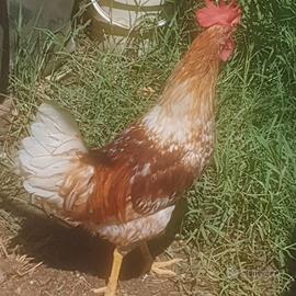 gallo siciliano 