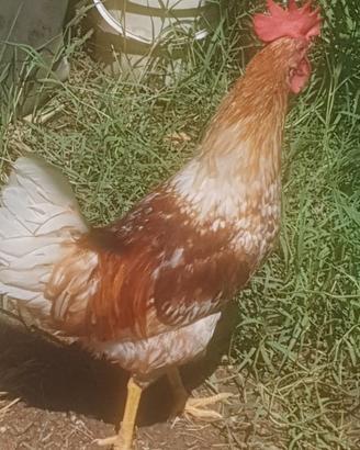 gallo siciliano 