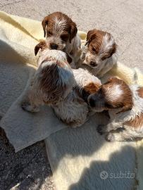 Cuccioli di breton 2 mesi