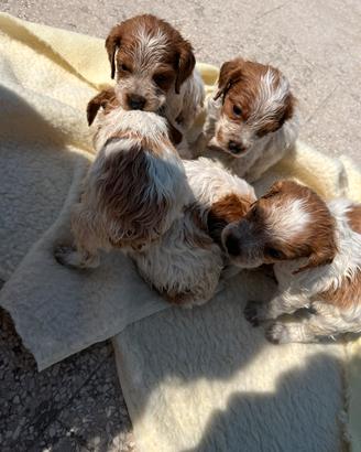 Cuccioli di breton 2 mesi