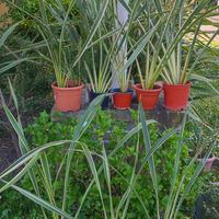 Lino della Nuova Zelanda 