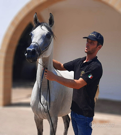 Cavalla Araba gravida