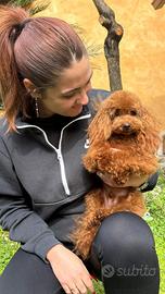 Disponibile per accoppiamento Barboncino Testato