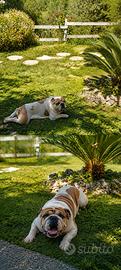 Bulldog inglese