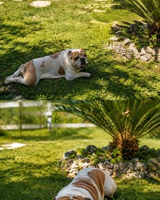 Bulldog inglese