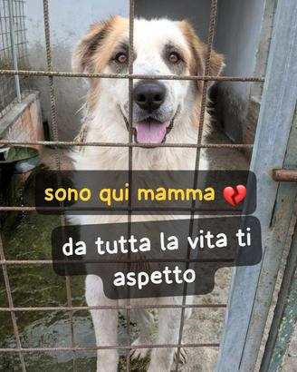 BALL 2/3 ANNI taglia media