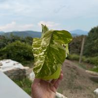 Monstera Albo Variegata