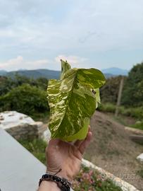 Monstera Albo Variegata