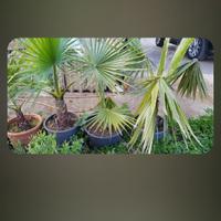 whashingtonia robusta