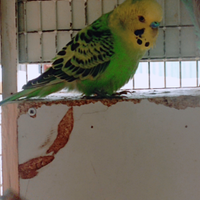 Cocorite