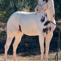Puledre Stalloni Fattrici Paint Horse