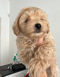 Maltipoo femmina
