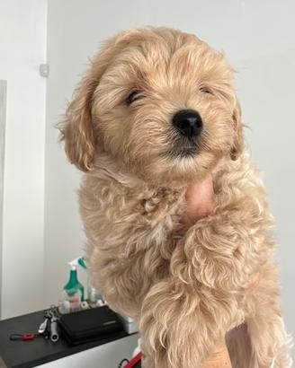 Maltipoo femmina