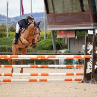 Cavallo