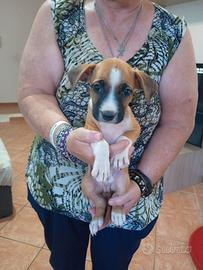 Cuccioli Amstaff (American Staffordshire Terrier) 