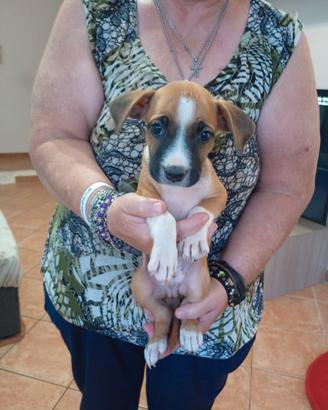 Cuccioli Amstaff (American Staffordshire Terrier) 