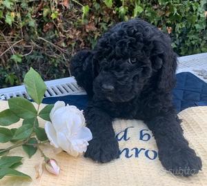 Cuccioli barboncini toy femmine color nero