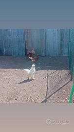 Gallo , galline