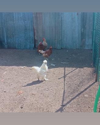 Gallo , galline