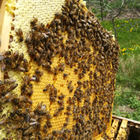 Nuclei Famiglie Api Selezionate